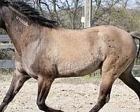 grulla-rh-sock-horse