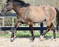 grulla-lh-sock-horse