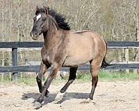 grulla-gelding-mustang-horse