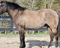 grulla-gelding-horse