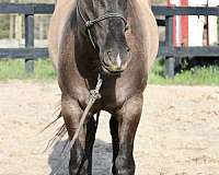 wild-horse-gelding