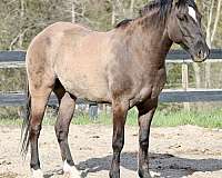 grulla-star-horse
