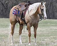 athletic-quarter-horse