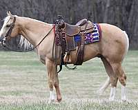 calf-roping-quarter-horse