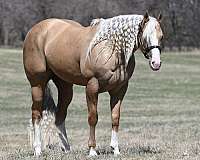 barrel-racing-quarter-horse