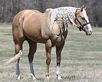 heel-quarter-horse