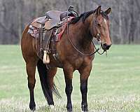 calf-roping-quarter-horse