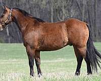 reined-cow-quarter-horse