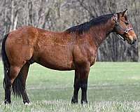 ridden-western-quarter-horse