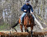 ranch-versatility-quarter-horse