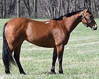 equitation-quarter-horse