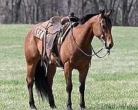 halter-quarter-horse