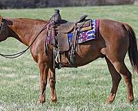 drill-team-quarter-horse