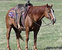 ranch-quarter-horse