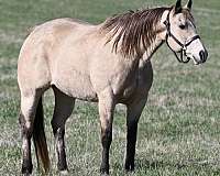 dun-factor-quarter-horse