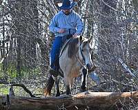 mounted-patrol-quarter-horse