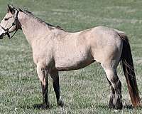 ranch-work-quarter-horse