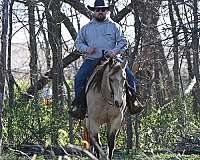 ranch-versatility-quarter-horse