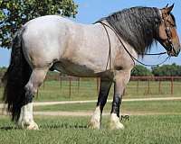 red-roan-star-horse