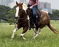 tobiano-quarter-horse-gelding