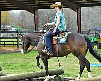 all-around-quarter-horse