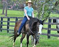 gelding-quarter-horse