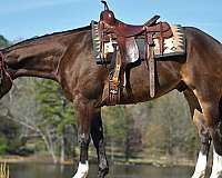 western-quarter-horse