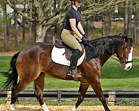 gelding-quarter-horse