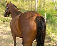 arabian-endurance-arabian-horse