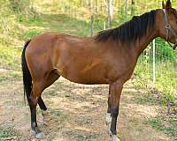 arabian-endurance-horse