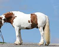 all-around-gypsy-vanner-horse