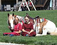 cross-gypsy-vanner-horse