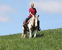 finished-gypsy-vanner-horse