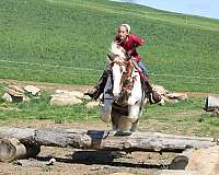 flashy-gypsy-vanner-horse