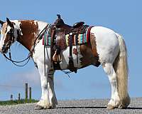 jumping-gypsy-vanner-horse