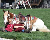 kid-safe-gypsy-vanner-horse