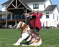 parade-gypsy-vanner-horse