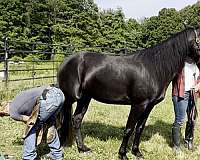 black-white-spot-on-nostril-horse