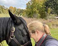 anyone-rocky-mountain-horse