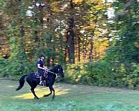 lot-rocky-mountain-horse