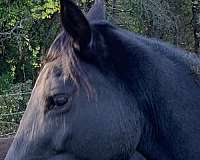 pen-rocky-mountain-horse