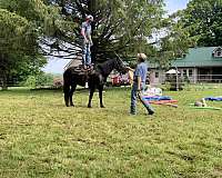 rockymountain-rocky-mountain-horse