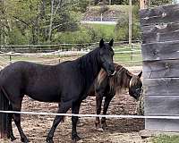 shown-rocky-mountain-horse