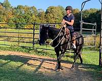 trailriding-rocky-mountain-horse