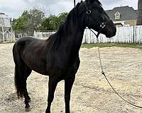 black-athletic-show-winner-horse