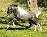 easy-to-train-appaloosa-horse