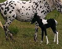 paint-mare-appaloosa-horse