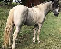 diaman-h-horse