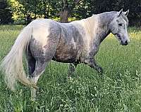 been-saddled-appaloosa-horse