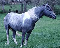 broken-appaloosa-horse